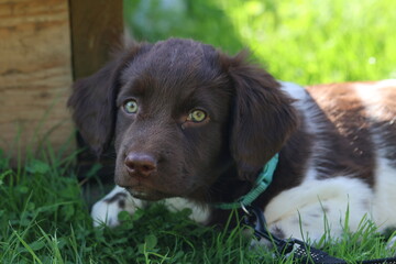 Stabyhoun Stabijhoun puppy dog  © E