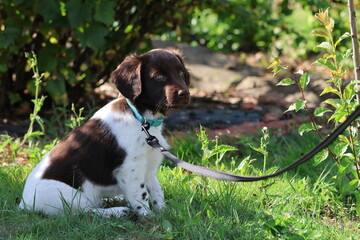 Stabyhoun Stabijhoun puppy dog  © E