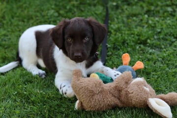 Stabyhoun Stabijhoun puppy dog  © E