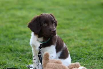 Stabyhoun Stabijhoun puppy dog  © E