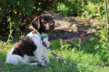 Stabyhoun Stabijhoun puppy dog  © E