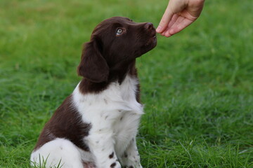 Stabyhoun Stabijhoun puppy dog  © E