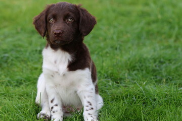 Stabyhoun Stabijhoun puppy dog  © E