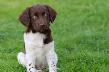 Stabyhoun Stabijhoun puppy dog  © E