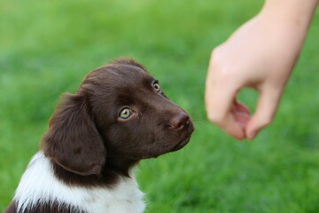 Stabyhoun Stabijhoun puppy dog  © E