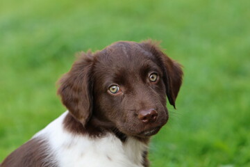 Stabyhoun Stabijhoun puppy dog  © E