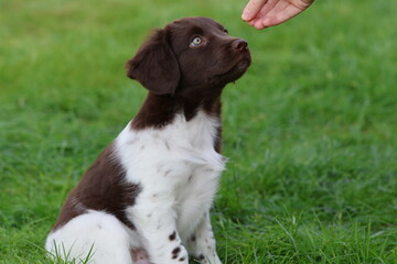 Stabyhoun Stabijhoun puppy dog  © E