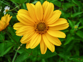 Large flower head of yellow Heliopsis flower growing in flowerbed under sun in summer garden.