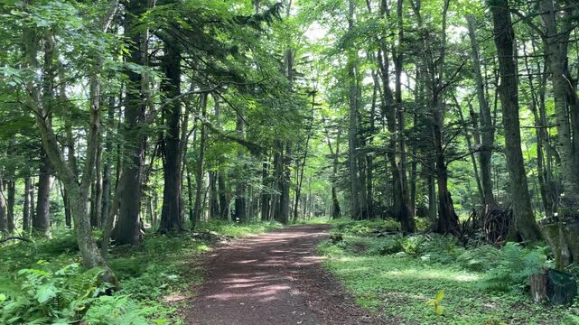 原生林阿寒湖畔の森、夏の北海道