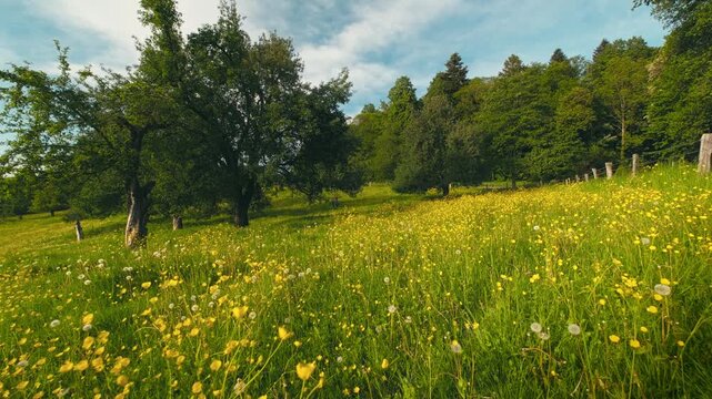 Idyllic rural meadow with blossoming yellow spring flowers, green trees and blue sky