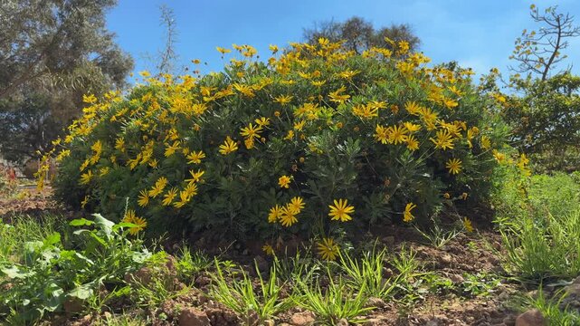 Beautiful Euryops Pectinatus bush in Floriana Botanical Garden, Malta. Bright yellow flowers with green foliage sway under a light breeze with insects flying around.