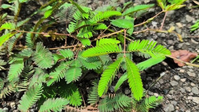 Mimosa Pudica Sensitive Plant Leaves Close Up Shying Grass Touch Me Not Plant Green Tropical Nature Background