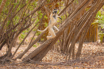 Sifaka lemur Propithecus verreauxi Madagascar nature © Elena