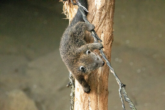 Binturong Arctictis binturong baby playing at top of dead tree.