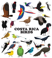 Fototapeta premium Costa Rica Birds With Names Set Cartoon Vector