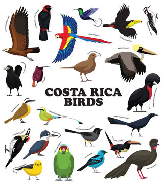 Costa Rica Birds With Names Set Cartoon Vector