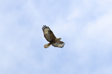 Obraz premium Long-legged Buzzard (Buteo rufinus) flying in a cloudy sky in Cyprus