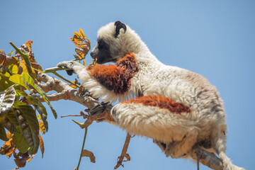Fototapeta premium Endangered Coquerel Sifaka Lemur Propithecus coquereli Madagascar