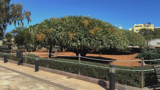 Large Canary Islands dragon tree with dense green foliage and orange flower clusters in a city park botanical garden on Malta. Exotic succulent plant for professional landscaping.