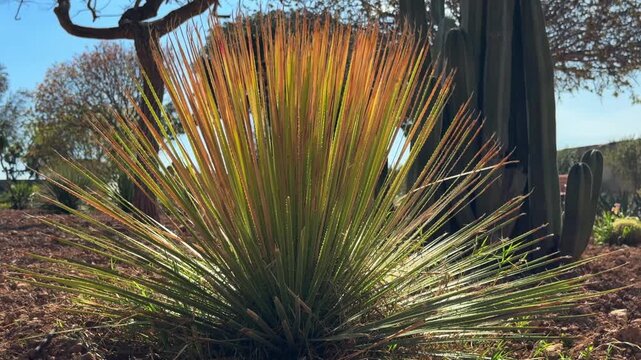 A close-up of a sotol growing in a botanical garden in Malta. The plant features long thin spiky leaves swaying in a light breeze under the backlighting of the bright sun.