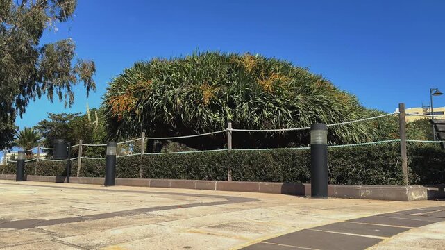 Canary Islands dragon tree with dense green foliage and orange flower clusters grows near a park path in a botanical garden on Malta. Exotic succulent plant for professional landscaping.