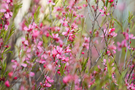 Pink flowers of Dwarf Russian Almond Prunus tenella blooming on branches in spring garden