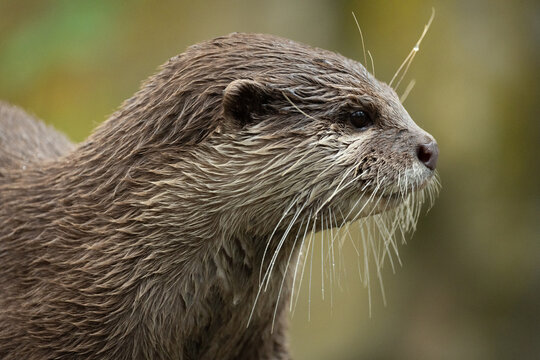 Asian small clawed otter Amblonyx cinerea, small clawed otter