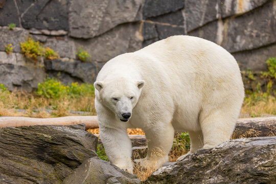 Polar bear walking on rocky terrain with green foliage in natural habitat