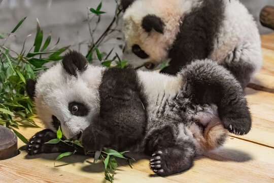 two sweet cubs Giant Pandas Playful and adorable at a zoo