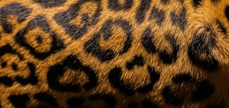 Close-up of vibrant leopard fur showcasing unique spotted patterns