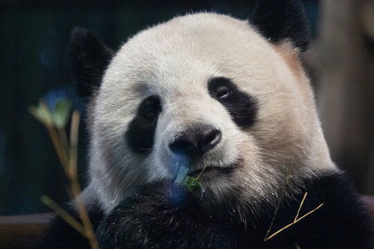 Close-up of giant panda eating bamboo in natural habitat setting