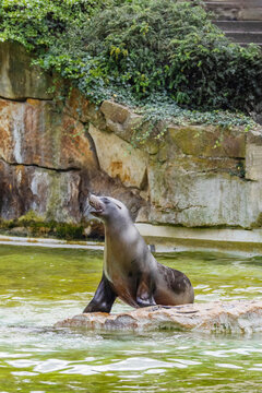 Sea lion resting on rock in tranquil water surrounded by lush greenery