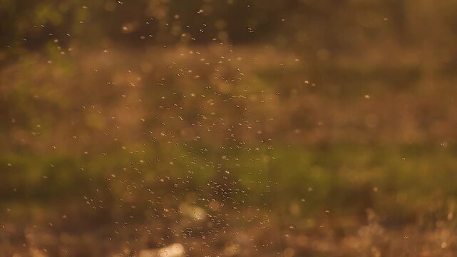 Swarm of mosquitoes or midges flying against the backdrop of a sunset. Insects in golden hour light with bokeh