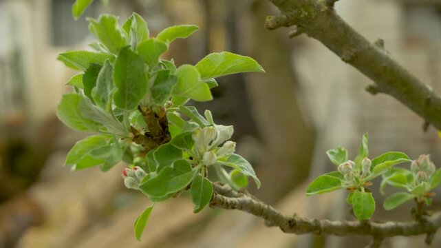 New buds appearing on apple tree branch with bright green leaves in orchard. Trees hinting at future fruit production. Springtime colors blending naturally in warm-toned background