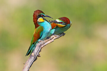 Obraz premium Single and group shots of European bee-eaters (Merops apiaster) in unusual situations and angles