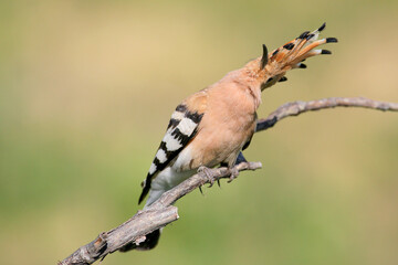 Adult common hoopoe (Upupa epops) photographed close-up perched on a branch with its crest open against a blurred background © VOLODYMYR KUCHERENKO