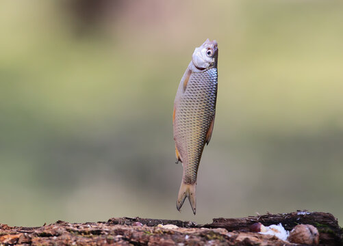 Traditional dried and salted roach fish (Rutilus rutilus heckelii) hanging in the air on a blurred background.