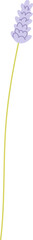 Lavender Stem Botanical Lineart