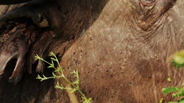 Extreme Close-up of Cape Buffalo with massive horns. many mites suck to bull skin drink blood. Annoying parasites. Wild animals of South Africa in natural habitat. Conservation nature in national park