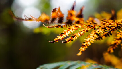 For&ecirc;t des Landes de Gascogne, en automne