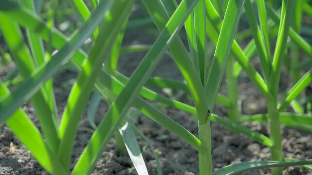 Close up of organic garlic plantation. Fresh leaves absorb sunlight. Soil texture highlights sustainable farming methods. Natural environment promotes healthy plant development for upcoming harvest