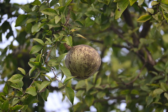 Bael Fruit Hanging on Tree Branch with Green Leaves

A mature bael fruit (Aegle marmelos) hangs from a tree branch surrounded by glossy green leaves. The round fruit has a rough green and brown surfac