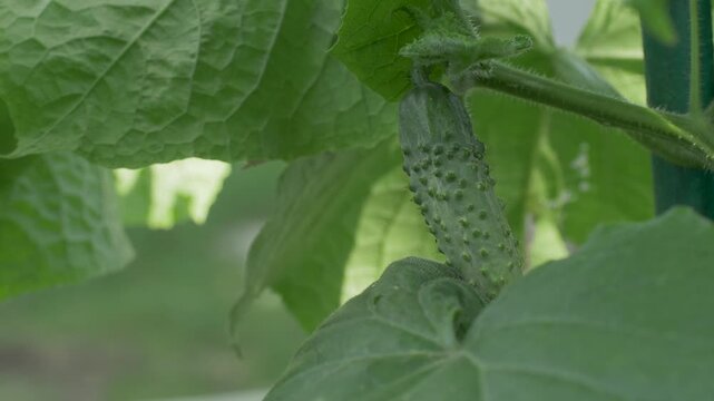 Small cucumber develops on stem among large leaves in natural environment. Farming process of vegetable cultivation. Concept of nutrition, agriculture and rural harvest