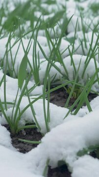 Early onion sprouts rise through snow covered soil. Unexpected frost creates delay in crop progress. Weather patterns shift timing of growth cycles and impact harvest consistency