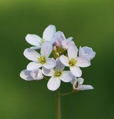 Cardamine pratensis (cuckoo flower) growing in the wild