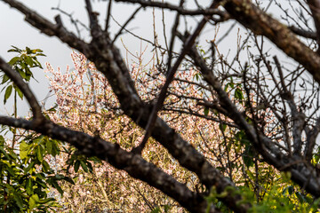 Prunus dulcis pertenece a la familia de Rosaceae.