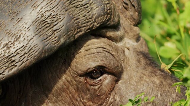 Extreme Close-up of Cape Buffalo with massive horns. many mites suck to bull skin drink blood. Annoying parasites. Wild animals of South Africa in natural habitat. Conservation nature in national park