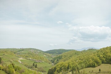 Obraz premium Individuals embrace the tranquility of rural life while foraging for stinging nettles in lush green fields promoting mindfulness and sustainable living practices