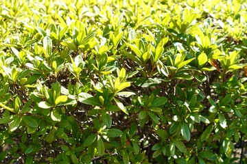 陽の光を浴びる躑躅の生垣