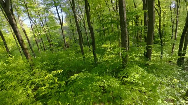 Flying through the green branches in a lush forest, FPV drone footage with nice spring sunshine illuminating the beech trees